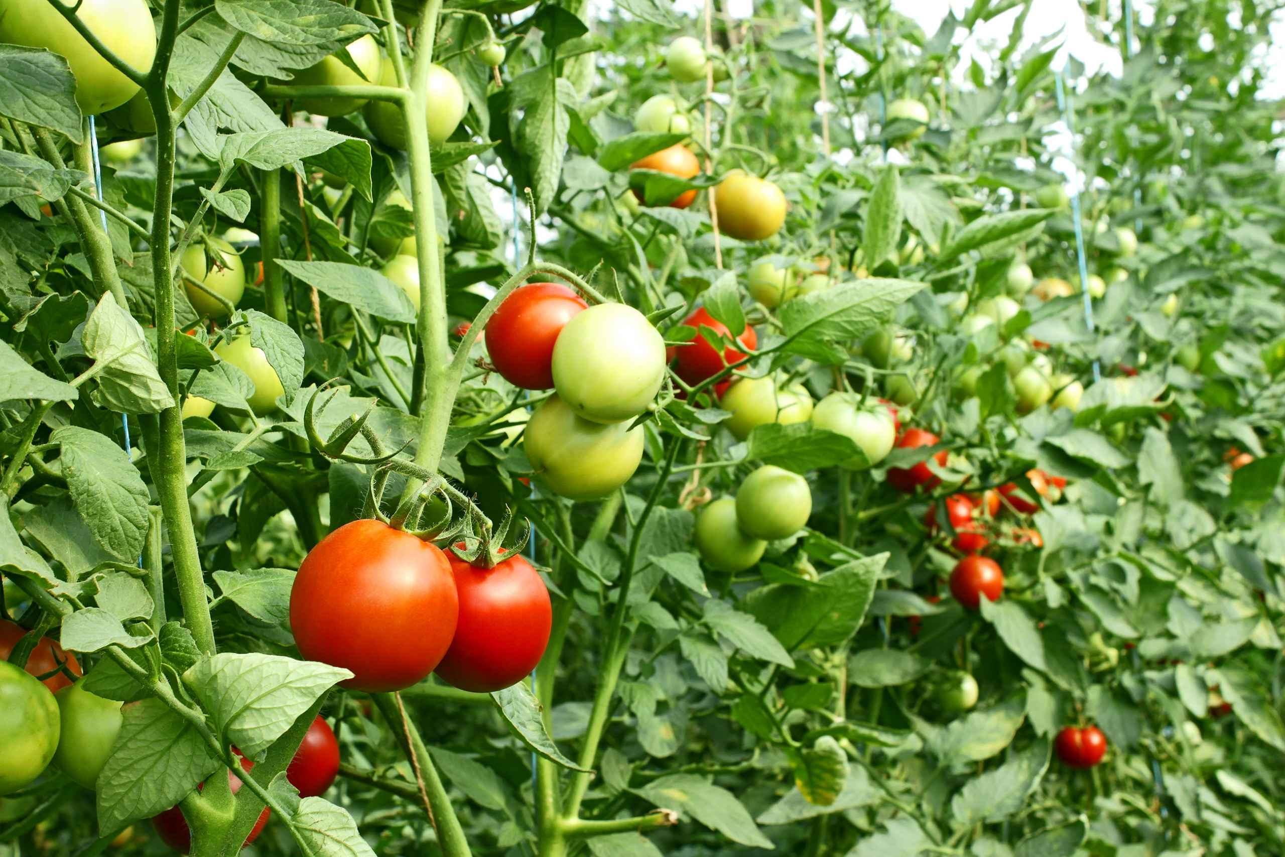 Tomato Farming